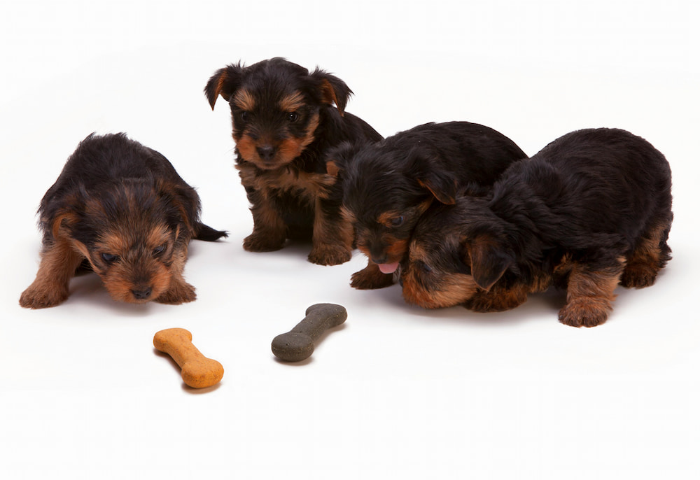 perros cachorros alrededor de huesos de snack