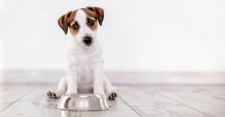 CUÁNTO SE LE DEBE DAR DE COMER A UN CACHORRO AL DÍA CUÁNTO SE LE DEBE DAR DE COMER A UN CACHORRO AL DÍA