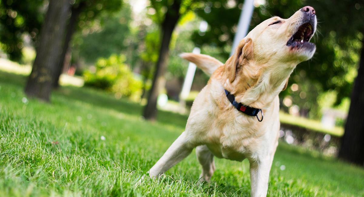 Cómo hacer que un perro deje de ladrar imagen