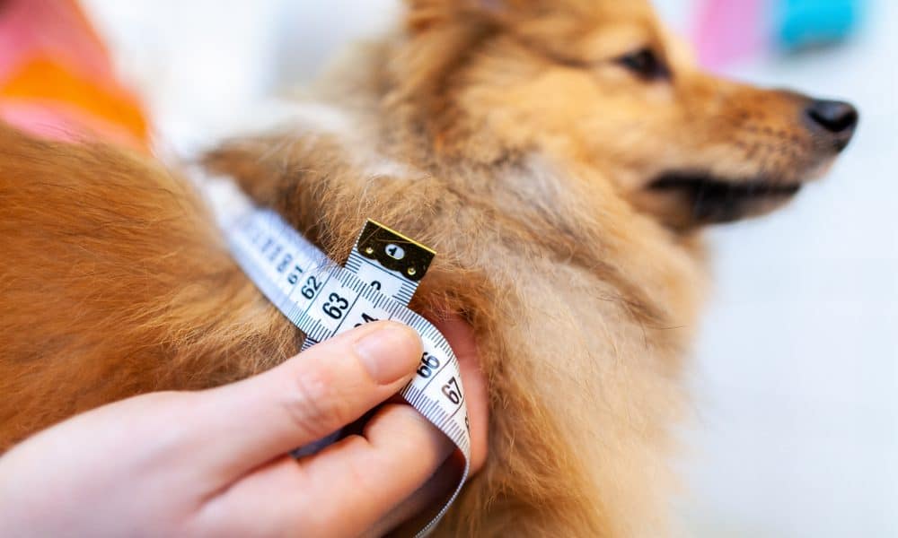 LA DIABETES EN LOS PERROS ES MÁS COMÚN DE LO QUE PIENSAS imagen