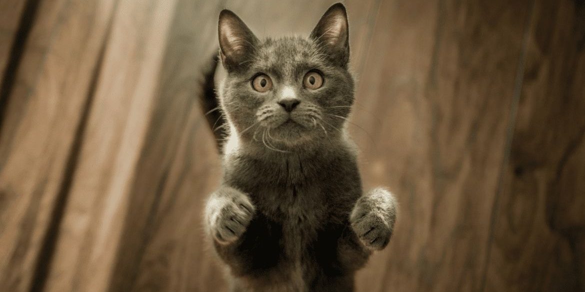 ADIESTRAMIENTO DE GATOS, CÓMO EVITAR LOS ARAÑAZOS DE GATOS COMPRIMIDAS