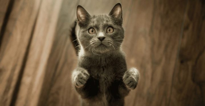 ADIESTRAMIENTO DE GATOS, CÓMO EVITAR LOS ARAÑAZOS DE GATOS COMPRIMIDAS