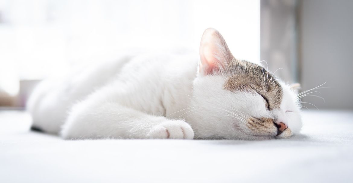 CÓMO ENSEÑAR A UN GATO A USAR EL ARENERO 