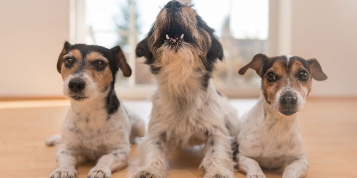 Cómo hacer que un perro deje de ladrar