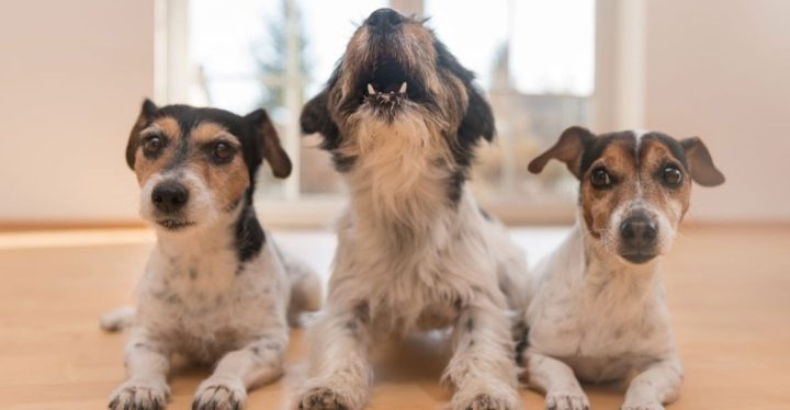 Cómo hacer que un perro deje de ladrar