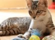 EL JUEGO PARA GATOS TIENE UN PAPEL FUNDAMENTAL EN SU VIDA