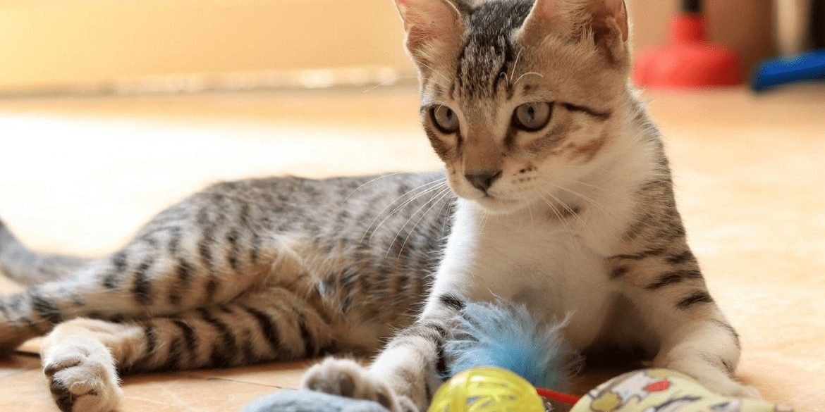 EL JUEGO PARA GATOS TIENE UN PAPEL FUNDAMENTAL EN SU VIDA