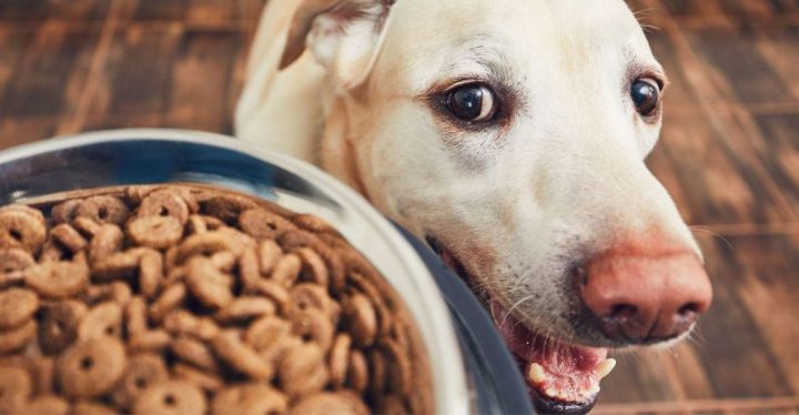 ¿ES SALUDABLE QUE NUESTROS PERROS COMAN MÁS COSAS QUE PIENSOS