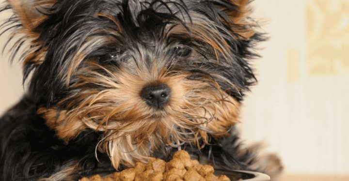 ESTE 2022 ELIGE PIENSOS NATURALES PARA LA ALIMENTACIÓN DE TU MASCOTA