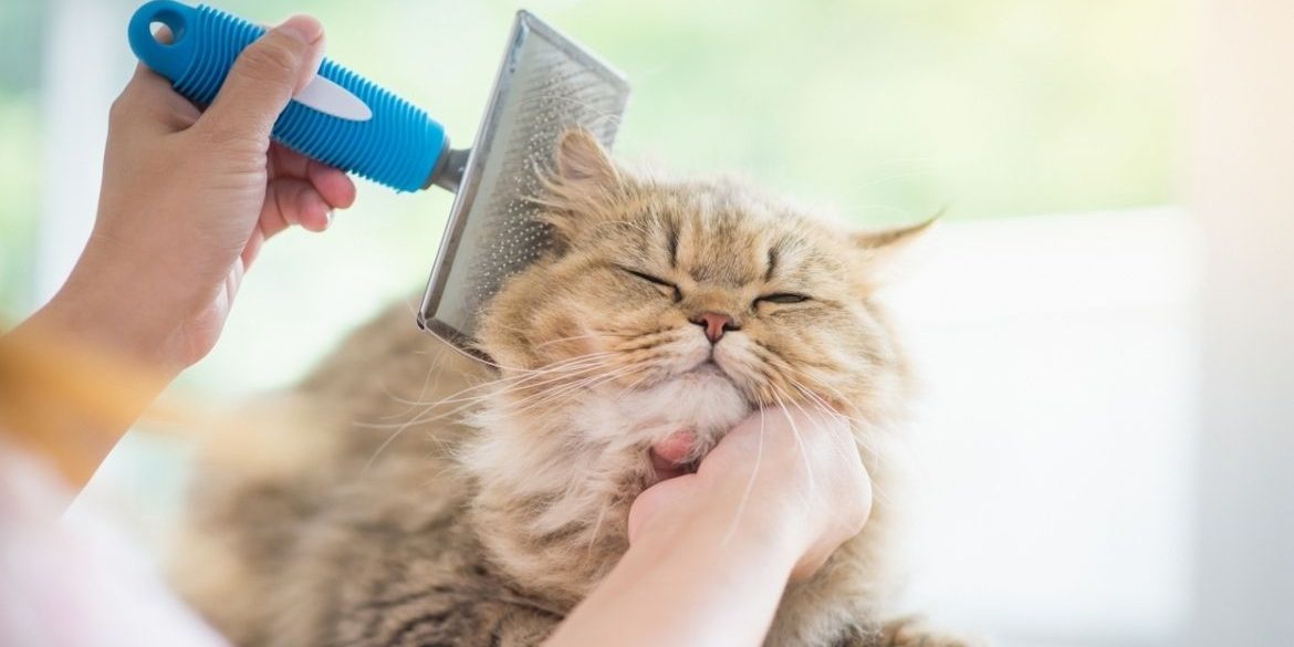 LAS BOLAS DE PELO EN GATOS, CÓMO AYUDAR A TU MININO