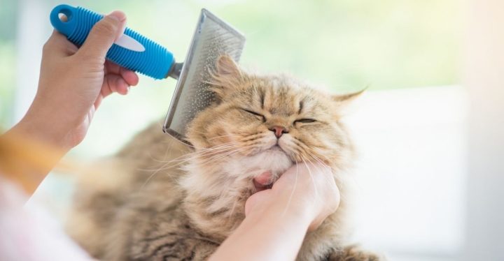 LAS BOLAS DE PELO EN GATOS, CÓMO AYUDAR A TU MININO