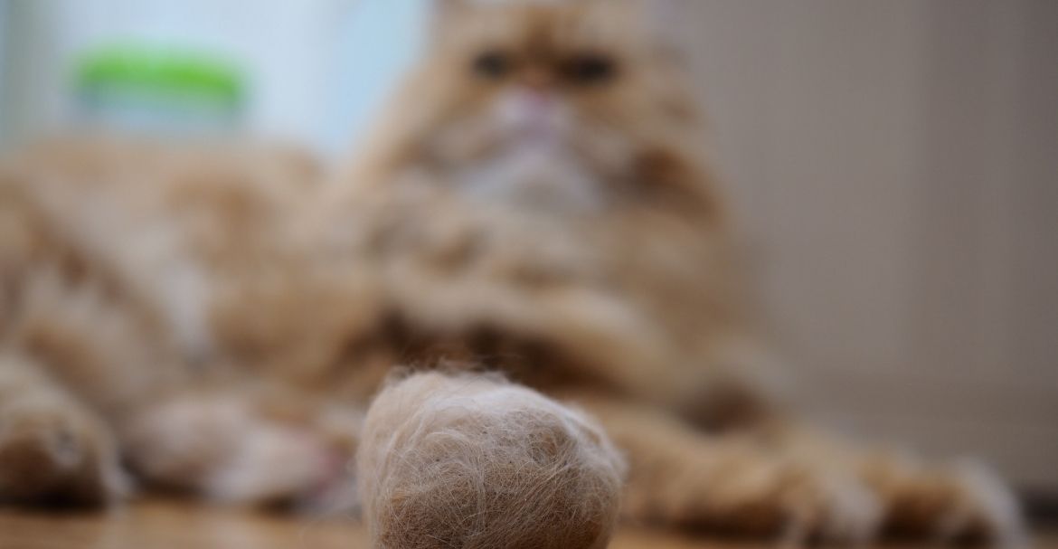 LAS BOLAS DE PELO EN GATOS, CÓMO AYUDAR A TU MININO