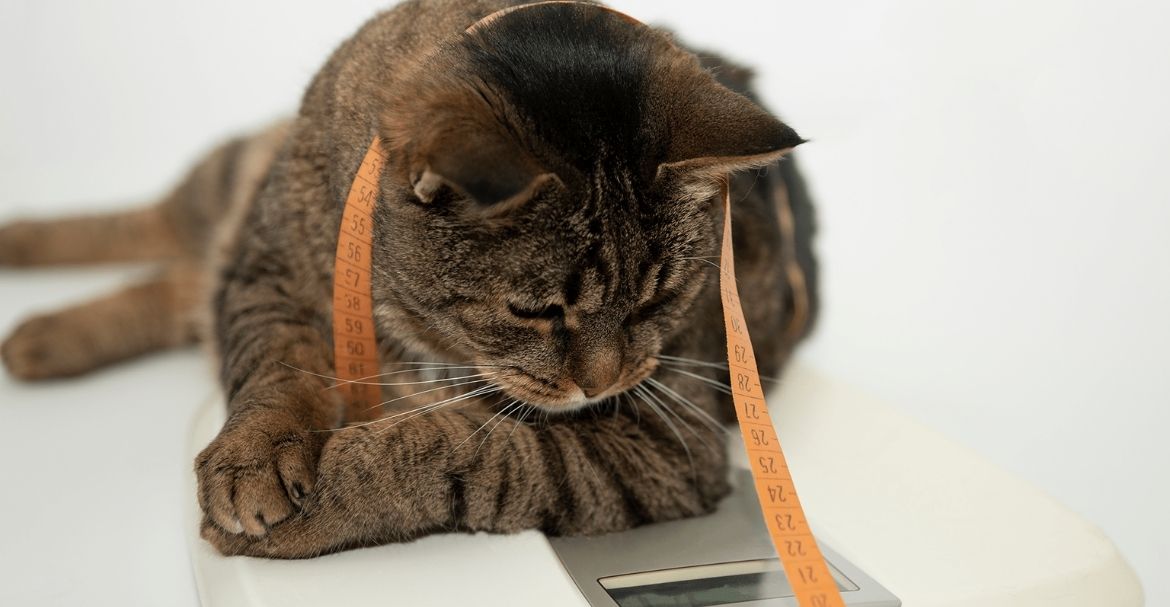 Los gatos castrados tienden a engordar