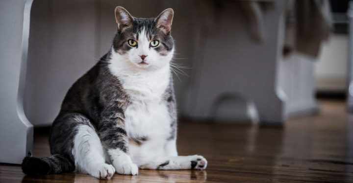 Los gatos castrados tienden a engordar