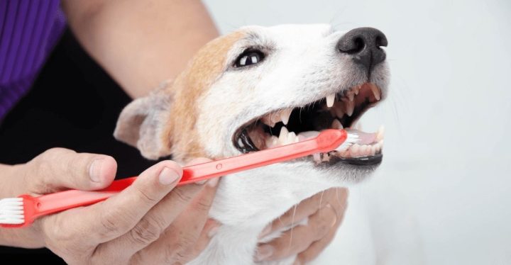 MAL ALIENTO EN PERROS, ¿QUÉ HACER SI LE HUELE LA BOCA MAL ALIENTO EN PERROS, ¿QUÉ HACER SI LE HUELE LA BOCA