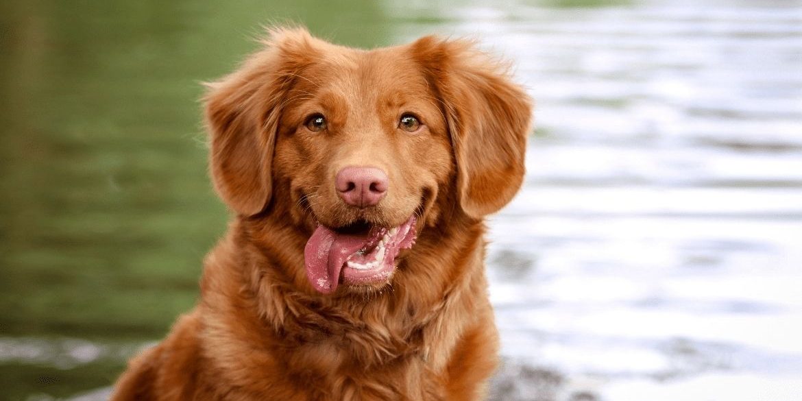 PERROS FELICES, CÓMO SABER QUE TU MASCOTA ES FELIZ