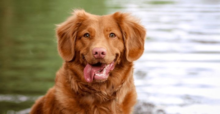 PERROS FELICES, CÓMO SABER QUE TU MASCOTA ES FELIZ PERROS FELICES, CÓMO SABER QUE TU MASCOTA ES FELIZ