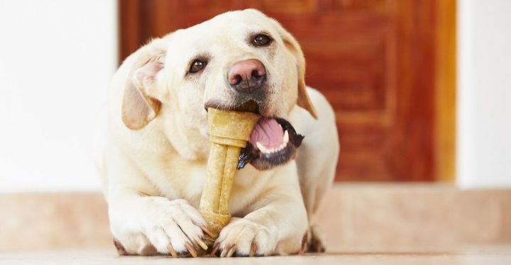 ¿POR QUÉ MI MASCOTA PROTEGE SU COMIDA PARA PERROS ¿POR QUÉ MI MASCOTA PROTEGE SU COMIDA PARA PERROS