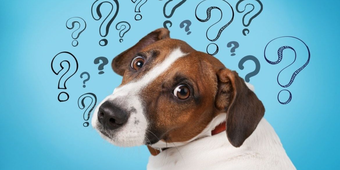 PREGUNTAS FRECUENTES SOBRE ALIMENTACION CANINA PREGUNTAS FRECUENTES SOBRE ALIMENTACION CANINA