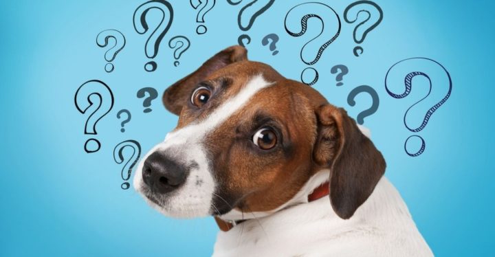 PREGUNTAS FRECUENTES SOBRE ALIMENTACION CANINA