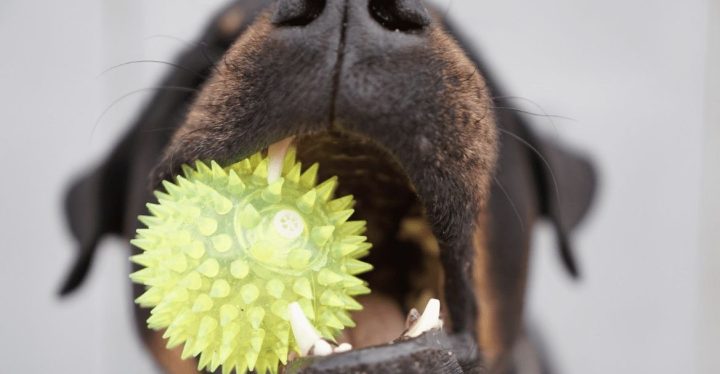 PROBLEMAS DENTALES EN PERROS CÓMO CUIDAR SU SALUD