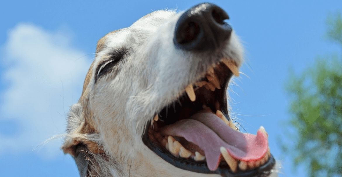 PROBLEMAS DENTALES EN PERROS CÓMO CUIDAR SU SALUD imagen