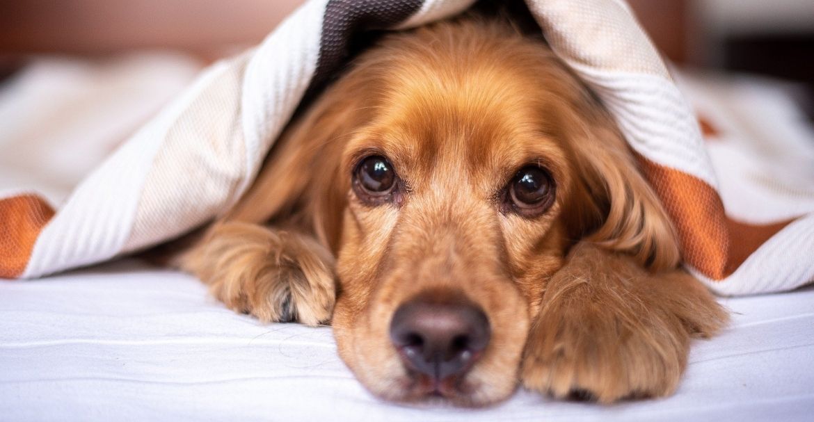 Qué hacer si los perros tienen frío en invierno