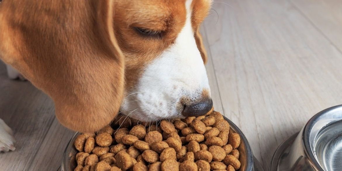 Qué ocurre si mi perro no quiere comer Qué ocurre si mi perro no quiere comer