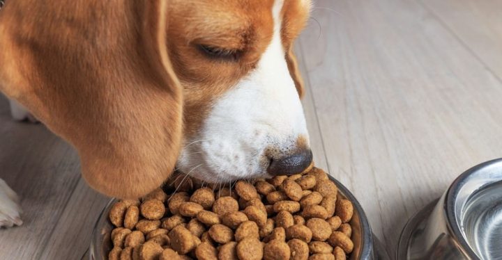 Qué ocurre si mi perro no quiere comer