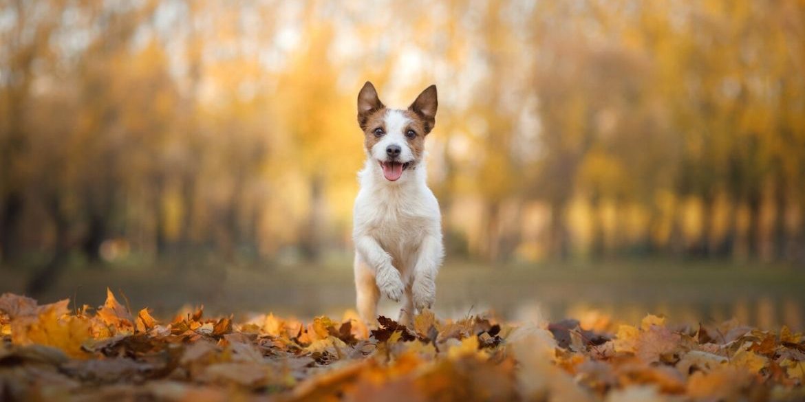 Qué significa comprar un pienso completo para mascotas Qué significa comprar un pienso completo para mascotas