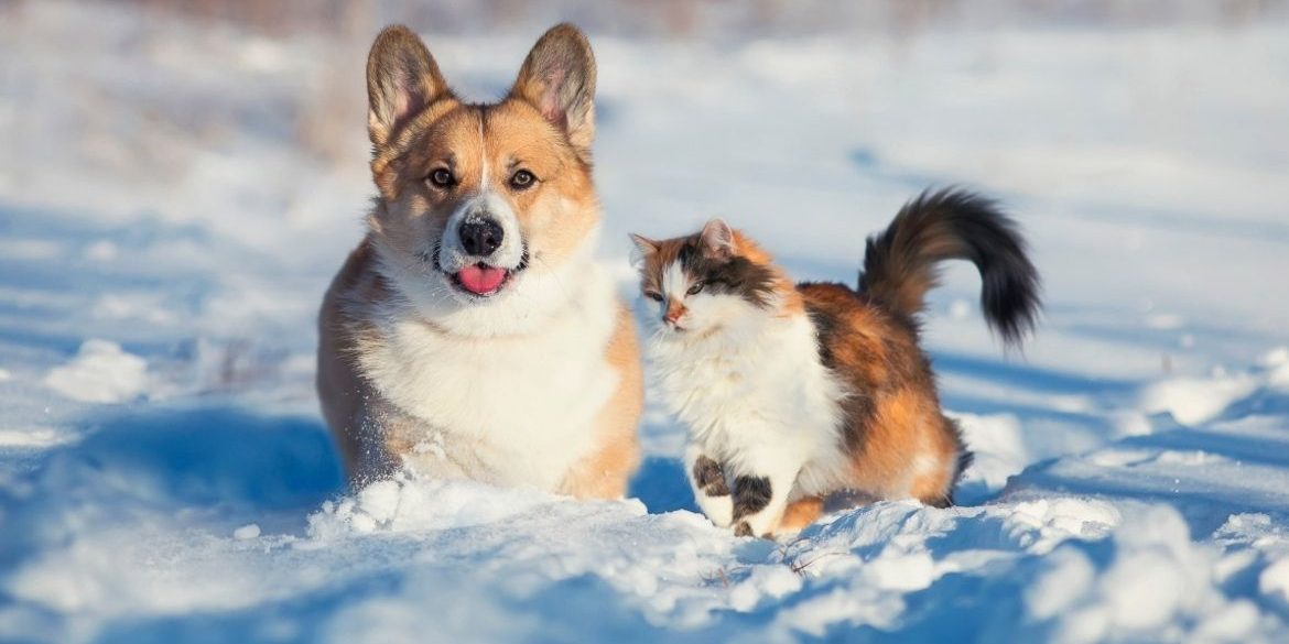 Tipos de parásitos en perros y gatos en invierno