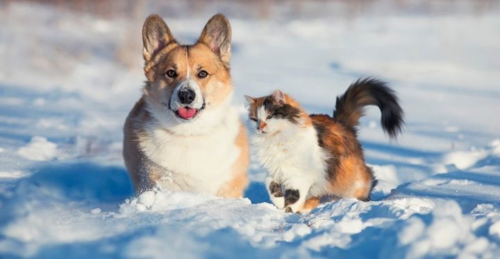Tipos de parásitos en perros y gatos en invierno