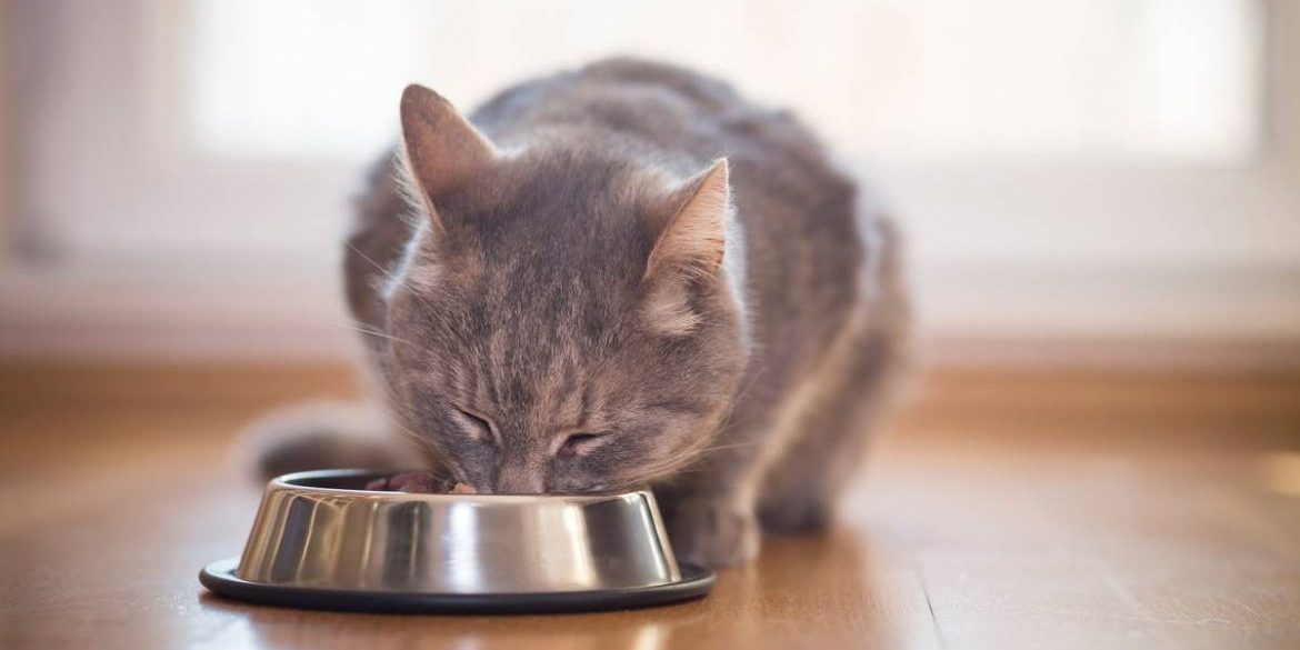 Tu comida para gatos tiene las suficientes proteínas