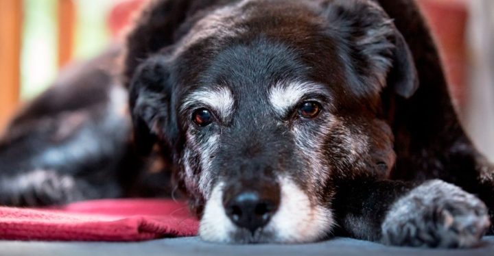 Un pienso para perros mayores que cubra todas las necesidades Un pienso para perros mayores que cubra todas las necesidades
