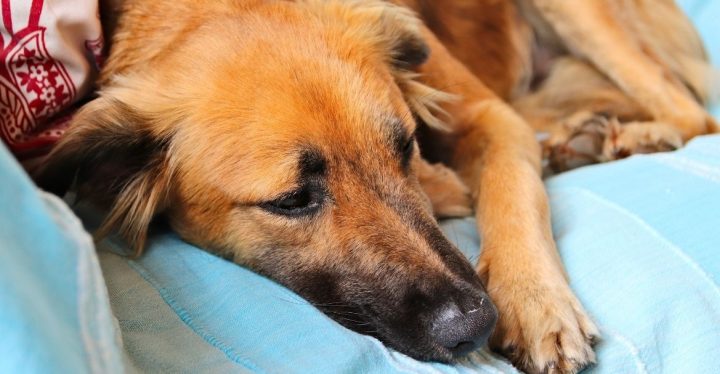 Vómito en perros y sus posibles causas