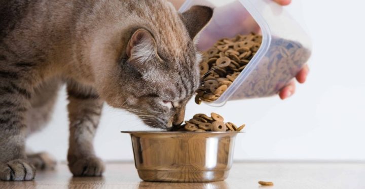 beneficios-alimentacion-natural-mascotas