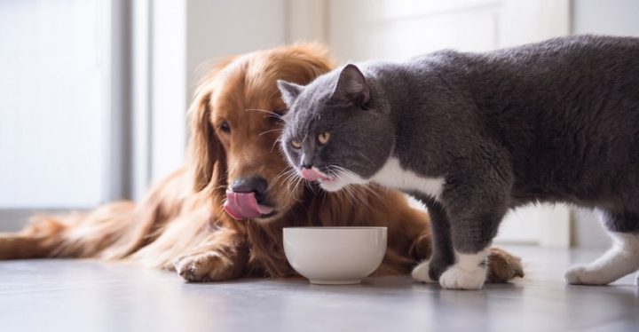 cada-cuanto-dar-comer-pienso-perros-gatos