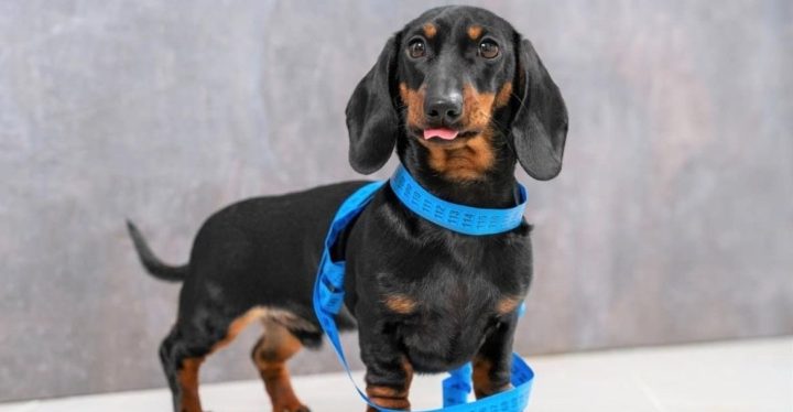 cuando-poner-mascotas-dieta cuando-poner-mascotas-dieta