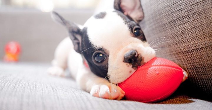 Guía Principiantes Alimentar a un Cachorro