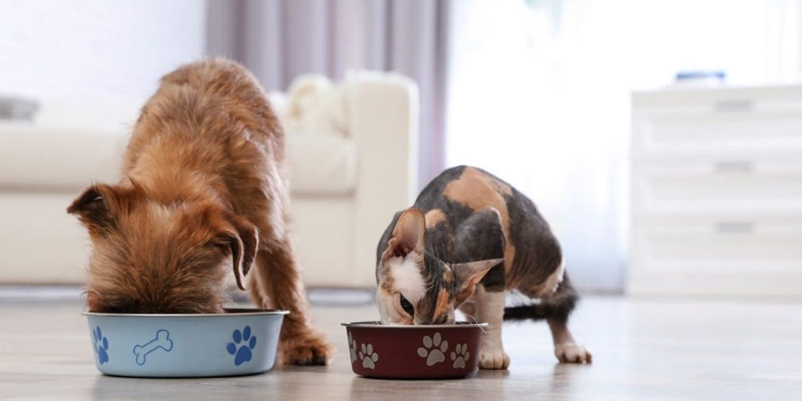 Piensos Popas, la mejor tienda para comprar piensos online