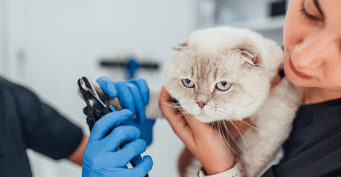 ADIESTRAMIENTO DE GATOS, CÓMO EVITAR LOS ARAÑAZOS DE GATOS imagen COMPRIMIDAS