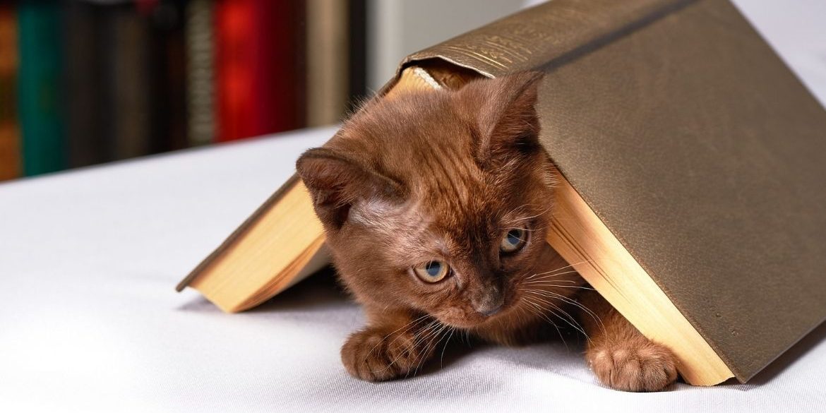 CÓMO ENSEÑAR A UN GATO A USAR EL ARENERO