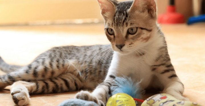 EL JUEGO PARA GATOS TIENE UN PAPEL FUNDAMENTAL EN SU VIDA EL JUEGO PARA GATOS TIENE UN PAPEL FUNDAMENTAL EN SU VIDA