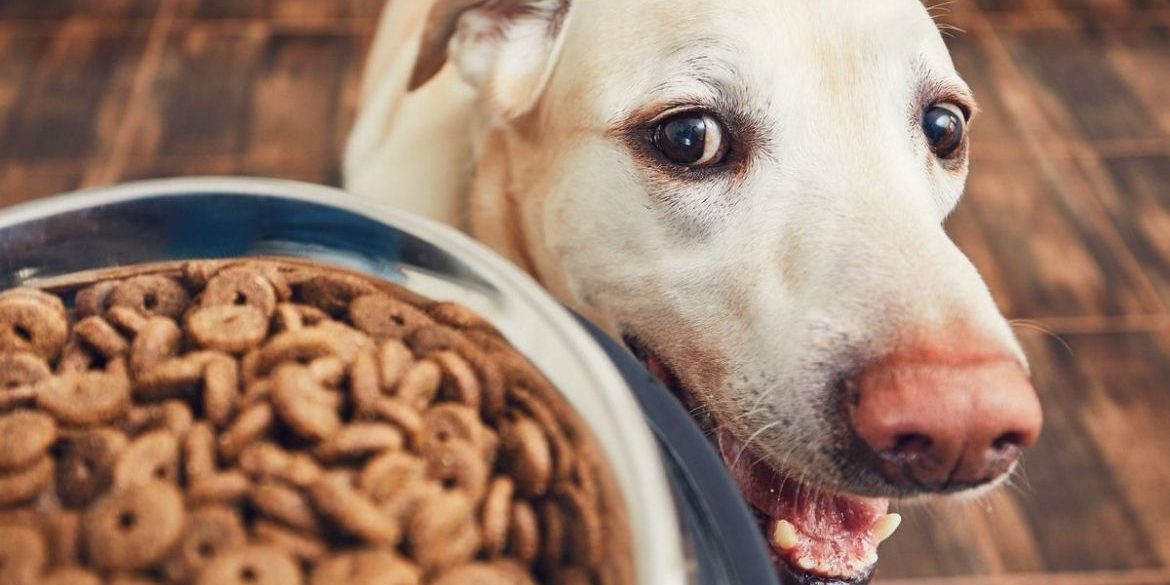 ¿ES SALUDABLE QUE NUESTROS PERROS COMAN MÁS COSAS QUE PIENSOS ¿ES SALUDABLE QUE NUESTROS PERROS COMAN MÁS COSAS QUE PIENSOS