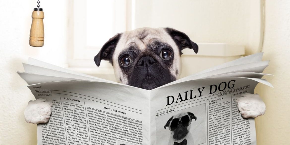 ESTREÑIMIENTO EN PERROS, DESCUBRE QUÉ DEBES SABER portada