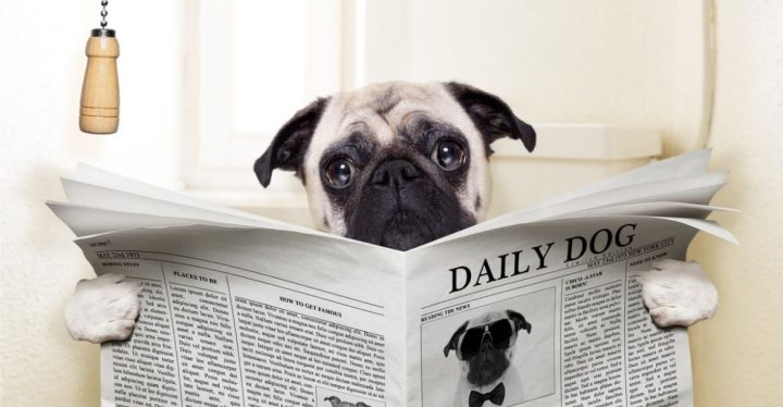 ESTREÑIMIENTO EN PERROS, DESCUBRE QUÉ DEBES SABER portada ESTREÑIMIENTO EN PERROS, DESCUBRE QUÉ DEBES SABER portada