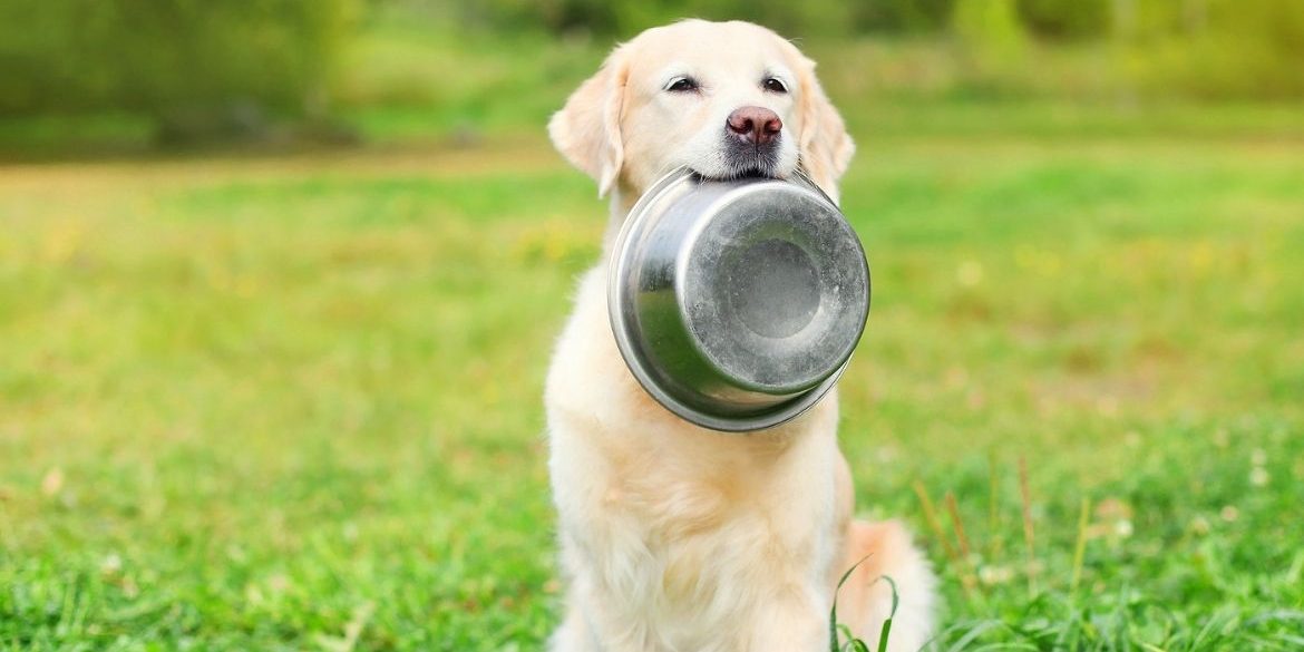 LA DIABETES EN LOS PERROS ES MÁS COMÚN DE LO QUE PIENSAS