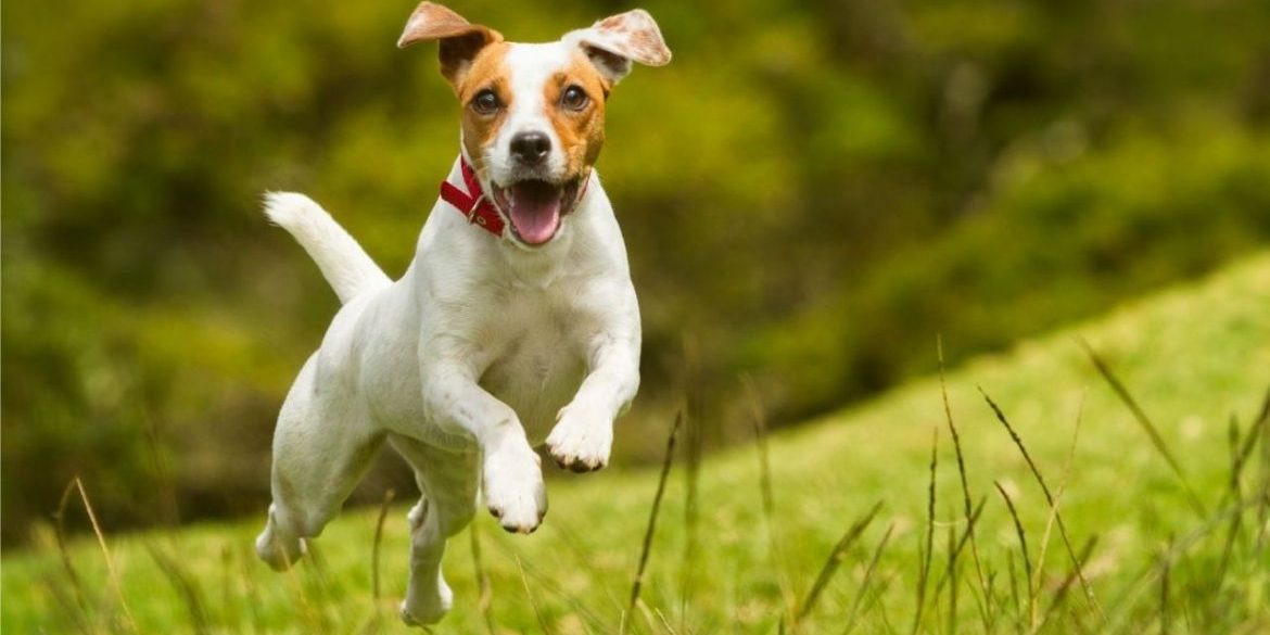 La importancia de los antiparasitarios para perros en verano La importancia de los antiparasitarios para perros en verano