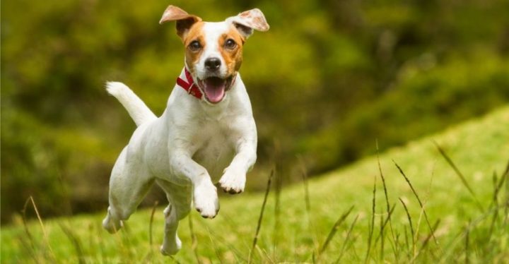 La importancia de los antiparasitarios para perros en verano