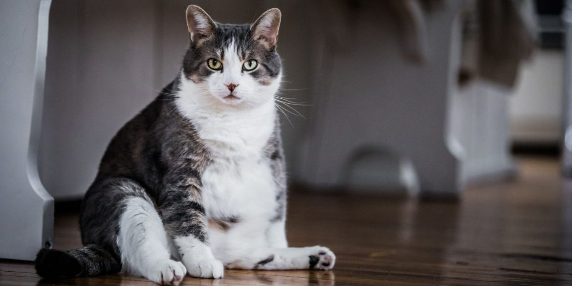 Los gatos castrados tienden a engordar